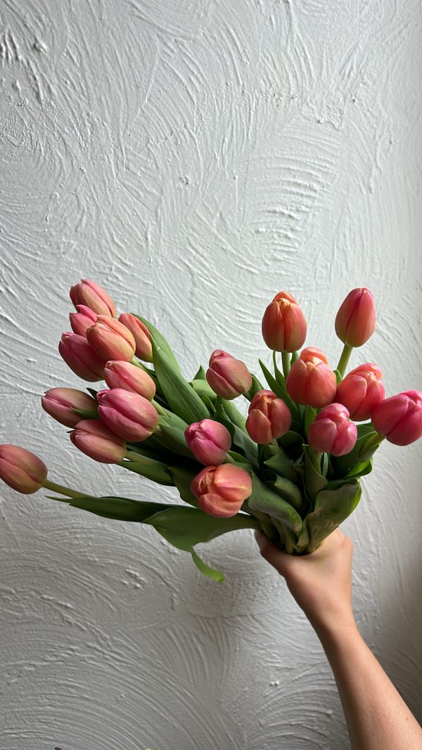 Tulips